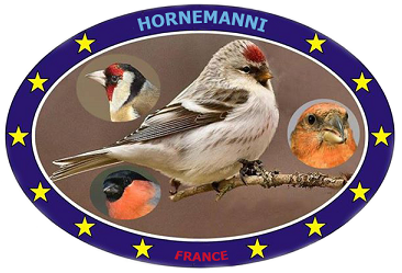 Logo Hornemanni-France